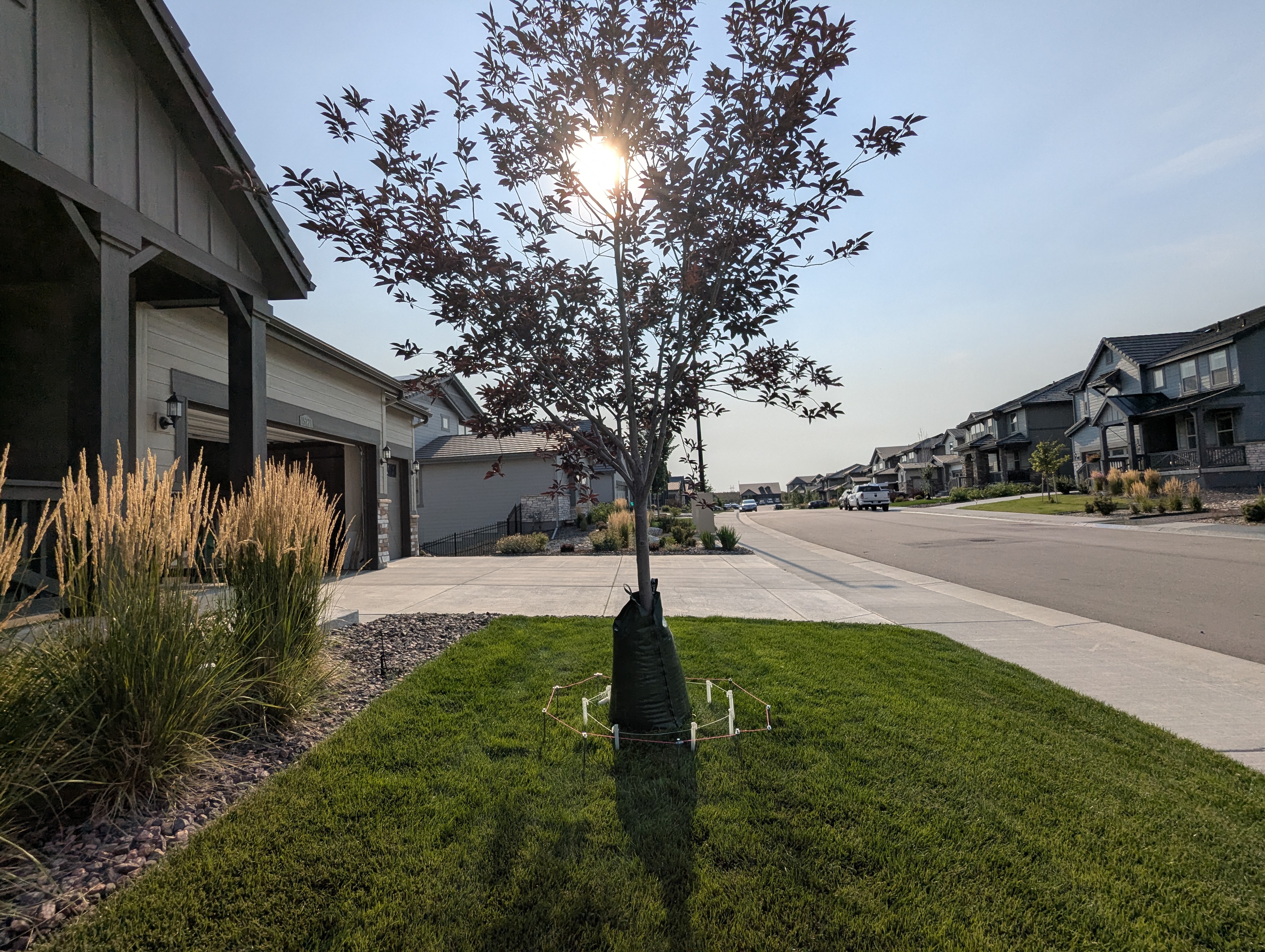 Tree Ring, Home Improvement, Morrison, Colorado